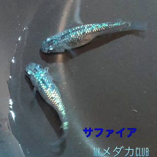 その他 NKメダカCLUB サファイア有精卵300個+α