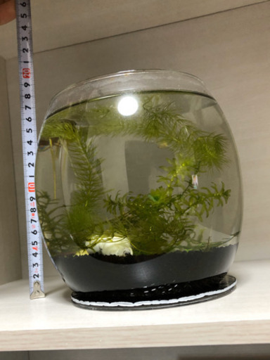 ボトルアクアリウムセット あいあい 池田のその他の中古あげます 譲ります ジモティーで不用品の処分