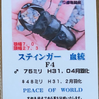 その他 【極太】国産オオクワガタペア④