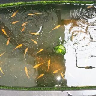 【ネット決済】メダカの稚魚20匹MIX　6/23午前中引き取り限定