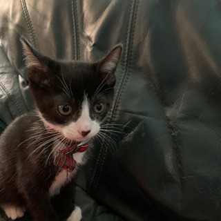 沖縄県の子猫 里親募集 ジモティー