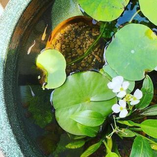 🌱庭に池を🌱