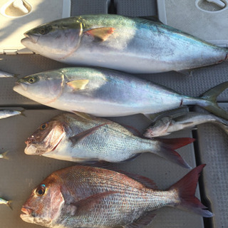 鳥羽、志摩沖で釣りをしたい人募集‼️ - メンバー募集