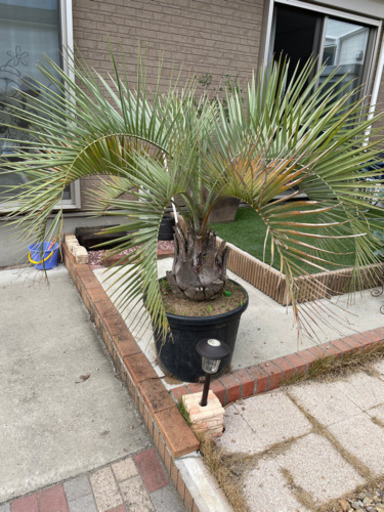 【処分価格！】ココスヤシ 観葉植物 シンボルツリー