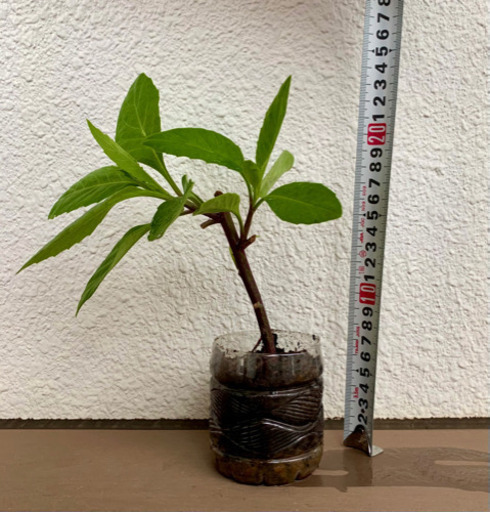 ハンダマ沖縄の野菜赤ハンダマではありません 浜マーチ沖縄のヨモギ琉球ヨモギ苗セット とくちゃん 宜野湾のその他の中古あげます 譲ります ジモティーで不用品の処分