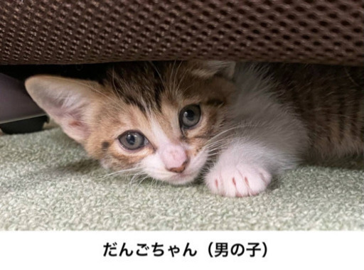 1 5ヶ月可愛い子猫 シメジィ 中原の猫の里親募集 ジモティー