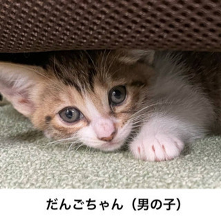 1.5ヶ月可愛い子猫