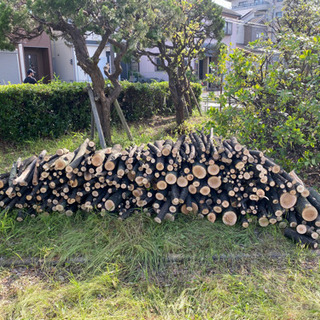 ケヤキ 広葉樹 薪用原木 キャンプ用 差し上げます。