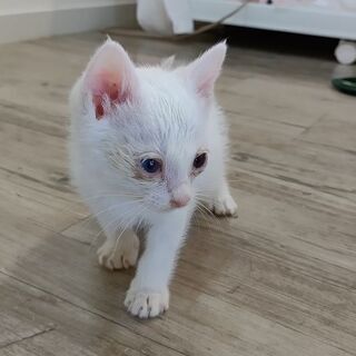 白猫ちゃん生後１カ月くらいの男の子です。家族になって下さい。