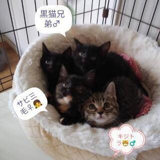 ２ヶ月😺4兄妹里親様決定しました