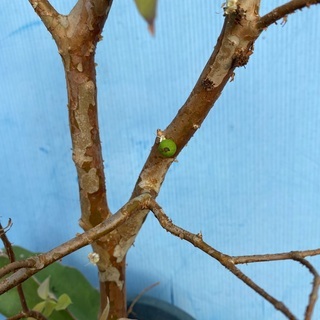 19800〜ジャボチカバ　花芽あり　トロピカルフルーツ