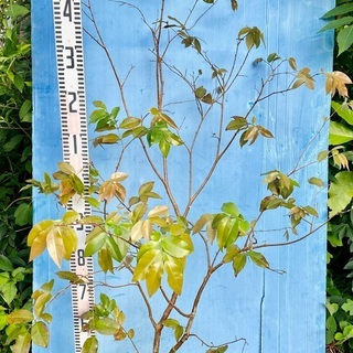 19800〜ジャボチカバ　花芽あり　トロピカルフルーツ