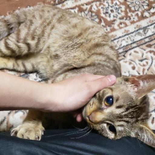 生後1年ほどワクチン接種済去勢済カリシ持ち (GS) 水海道の猫の里親 