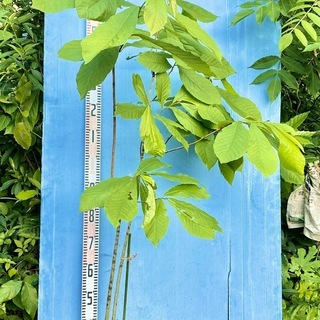 ポポー 株立ち トロピカルフルーツ