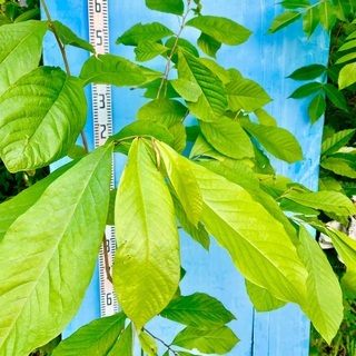 ポポー　株立ち　トロピカルフルーツ ポポー 株立ち トロピカルフルーツ