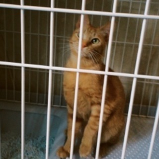 臍ヘルニア｜猫の里親募集｜ジモティー