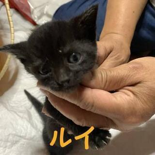 三重県 松阪市の猫の里親募集 ジモティー 三重県 松阪市の猫の里親募集 ジモティー