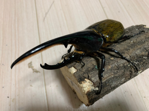 ヘラクレスオオカブト　ペア　後食済み　3
