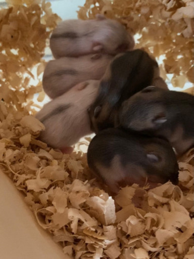 ジャンガリアンハムスター赤ちゃん 締切りました Arashic 淡路のその他の里親募集 ジモティー