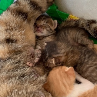 子猫の里親さん探しています