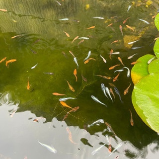 三重県 四日市市の中古メダカが無料 格安で買える ジモティー