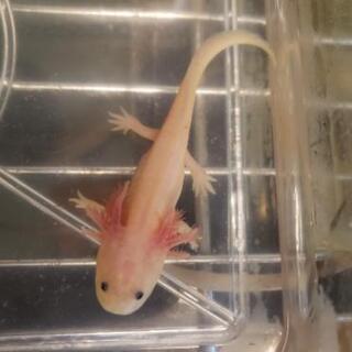 千葉県の中古ウーパールーパーが無料 格安で買える ジモティー