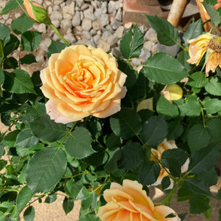 黄色い薔薇４寸　３８０円