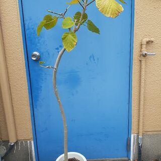 【ネット決済】観葉植物150cm ウンベラータ