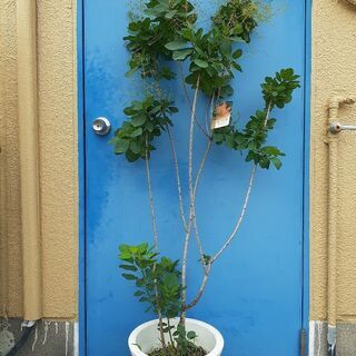 160cm スモークツリー 鉢植え