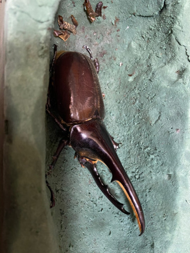 カブトムシ、クワガタまとめて出品します