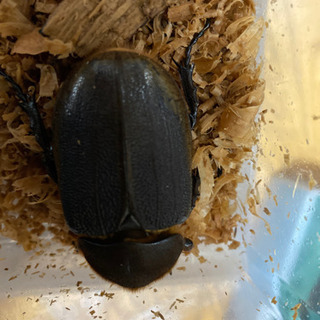 その他 カブトムシ、クワガタまとめて出品します