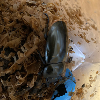 その他 カブトムシ、クワガタまとめて出品します