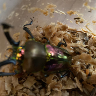その他 カブトムシ、クワガタまとめて出品します