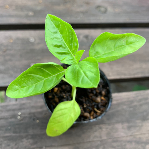 期間限定sale 無農薬 バジル 植物苗 ハーブ 根付き 大人気 みんみん 三ツ境の生活雑貨の中古あげます 譲ります ジモティーで不用品の処分 期間限定sale 無農薬 バジル 植物苗 ハーブ 根付き 大人気 みんみん 三ツ境の生活雑貨の中古あげます 譲ります ジモティーで不用品の処分