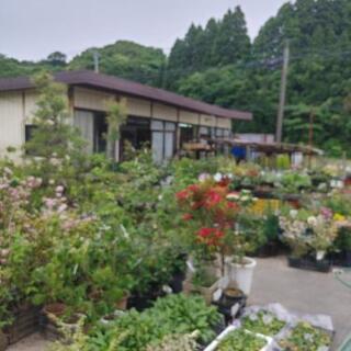 花と緑とメダカのお店　－ 庭樹園 鳥取 - 地元のお店