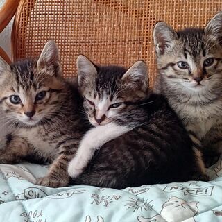（一時募集を締切ります）甘えん坊のトラ柄子猫３兄妹