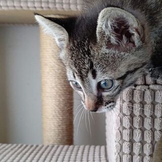 （一時募集を締切ります）甘えん坊のトラ柄子猫３兄妹 − 埼玉県