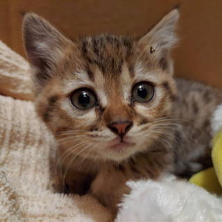 3ページ目 長崎県 長崎市の猫の里親募集 ジモティー