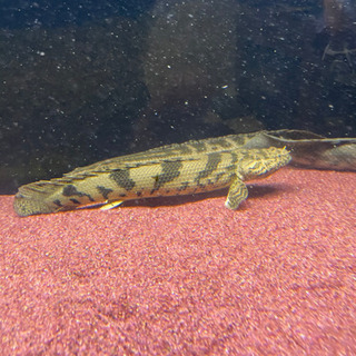 ポリプテルス エンドリケリー Wild個体