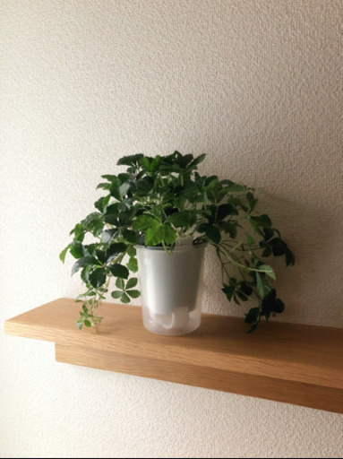 観葉植物　シュガーバイン　3号底面給水鉢付き