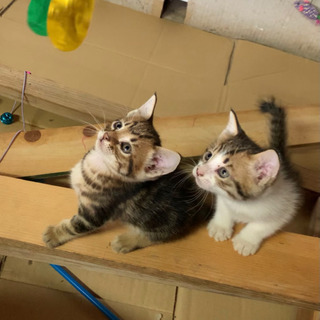 可愛い子猫の里親募集🐈 − 長崎県