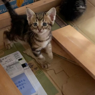 可愛い子猫の里親募集🐈 - 平戸市