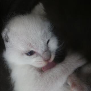5月16日生まれの白猫ちゃん