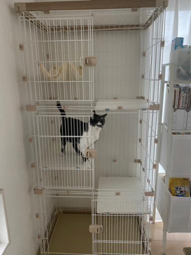 猫ゲージ　アイリスオーヤマ ウッディキャットケージ ナチュラル 3段