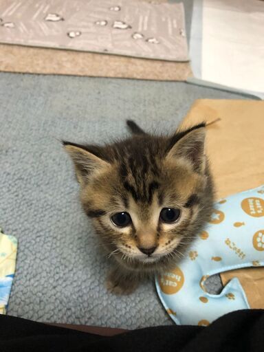 猫の赤ちゃん たかぴったん 広島の猫の里親募集 ジモティー