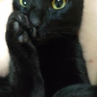 迷いこんできた黒猫の里親さん募集 - 神戸市