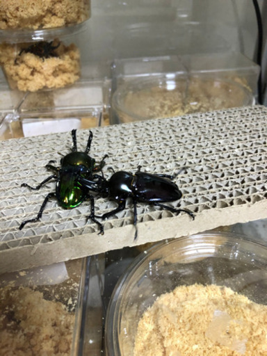 ニジイロクワガタ　40〜50匹　おまとめセット