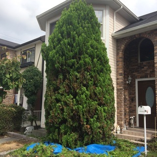 🌻　剪定・草刈り・伐採など緑地管理承ります 🌱　グリーングリーン...