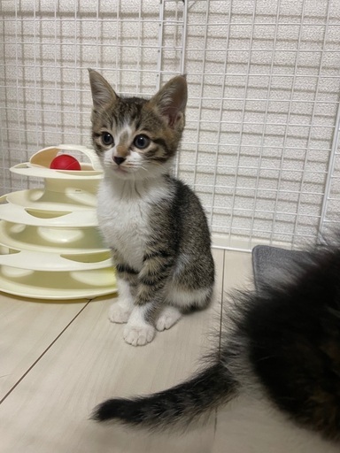 キジ白美人猫ミロちゃん 生後2ヶ月女の子 Socks Kai 泉大津の猫の里親募集 ジモティー