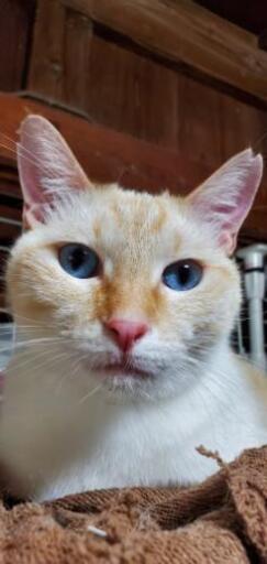 目がキレイな大きな猫さん オス5キロ みるく 首里の猫の里親募集 ジモティー